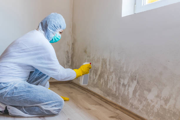 Licensed Mold Remediation service in Washington, WA - 24 Hour Mold Removal